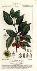 Kornelkirsche, Cornus mas