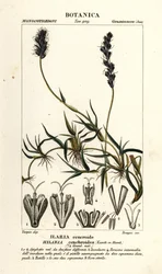 Krauses Büffelgras, Hilaria cenchroides