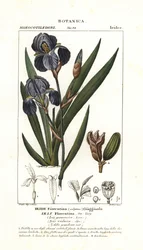 Florentiner Schwertlilie, Iris germanica var florentina