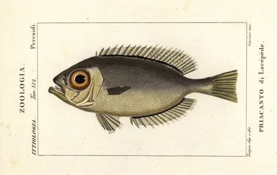 Glasaugen-Rotaugen, Heteropriacanthus cruentatus