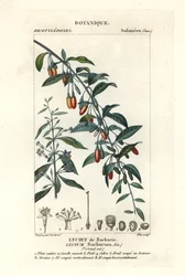 Gojibeere, Lycium barbarum