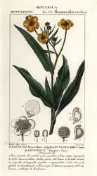 Großer Speerblatt, Ranunculus lingua