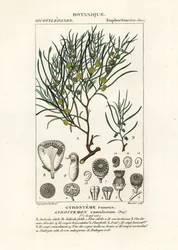 Gyrostemon ramulosus Baum