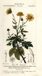 Indische Chrysantheme, Chrysanthemum indicum