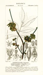 Japanische Gewürzstrauch, Chimonanthus praecox