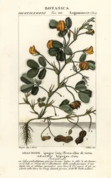 Erdnuss, Arachis hypogaea