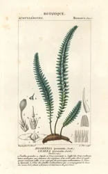 Quillmoos oder falsches Farnmoos, Cyathophorum bulbosum