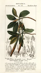 Rote Mangrove, Rhozophora mangle