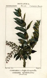 Redoul-Baum, Coriaria myrtifolia