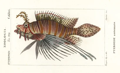 Fahnenbarsch, Pterois antennata
