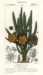Aasblume, Stapelia hirsuta