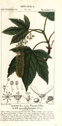Bergahorn oder Platane, Acer pseudoplatanus