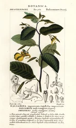 Springkraut, Impatiens noli-tangere