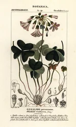 Veilchen-Sauerklee, Oxalis violacea