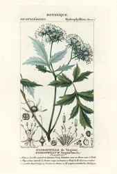 Virginisches Wasserblatt, Hydrophyllum virginianum