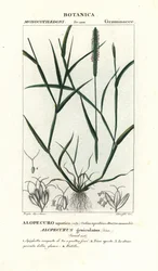 Wasser-Fuchsschwanz, Alopecurus geniculatus