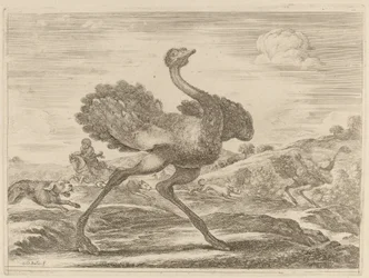 Straußenjagd