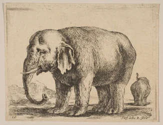 Tafel 10: Elefant, aus Verschiedene Tiere Diversi animali, ca. 1641