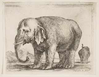 Platte 10: Elefant, aus Verschiedene Tiere Diversi animali, ca. 1641