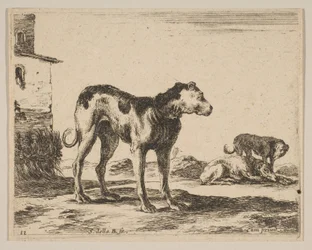 Platte 11: Hunde, aus Verschiedene Tiere Diversi animali