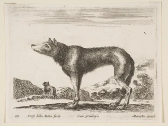 Tafel 20: Wolf, aus Verschiedene Tiere Diversi animali, ca. 1641