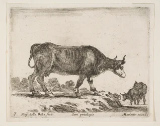 Platte 7: Ochse, aus Verschiedene Tiere Diversi animali