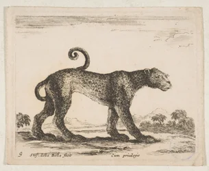 Leopard, aus 