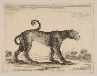 Platte 9: Leopard, aus Verschiedene Tiere Diversi animali, ca. 1641