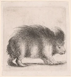 Stachelschwein, nach rechts blickend