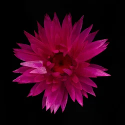 Getrocknete Dahlie Nr. 01