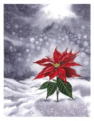 Winterliches Leuchten des Weihnachtssterns