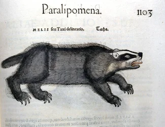 Dachs, Illustration aus 
