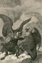 Bartgeier und ihre Beute