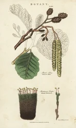 Erle und Moosvarietät (Kupferstich)