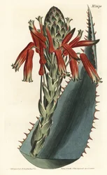 Aloe Variete - Blaue Aloe, Aloe glauca (Rotstachelige Glaukaloe, Aloe rhodacantha) - Handkolorierte Kupferstichgravur von F. Sansom Jr. nach einer Illustration von Sydenham Edwards aus William Curtis