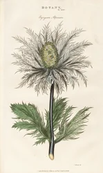 Alpen-Mannstreu (Eryngium alpinum)