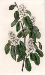 Amelanchier mit Erlenblättern oder blühende Aronie - Tafel graviert von S. Watts, nach einer Illustration von Sarah Anne Drake (1803-1857), aus dem Botanical Register von Sydenham Edwards (1768-1819), England