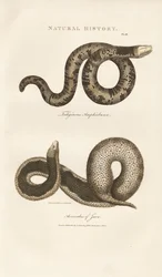 Amphisbaena und Javanische Warzenschlange