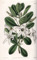 Anthocercis Varietät, heimisch in Australien (Tafel)