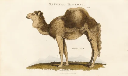 Arabisches Kamel