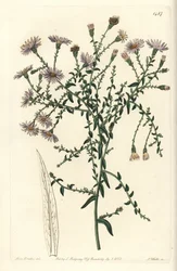 New Yorker Aster, Symphyotrichum dumosum