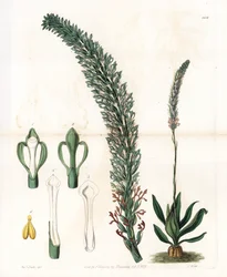 Schönes Sauroglossum