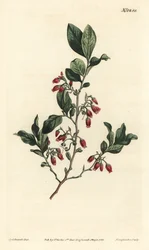 Schwarze Heidelbeere, Gaylussacia baccata (Rotblütige klebrige Heidelbeere, Vaccinium resinosum) - Handkolorierter Kupferstich von F. Sansom Jr. nach einer Illustration von Sydenham Edwards aus William Curtis