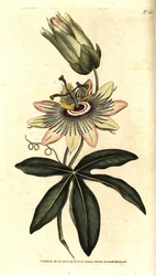 Blaue Passionsblume, Passiflora caerulea