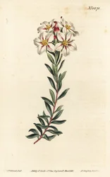 Buchu, Adenandra villosa (Doldenblütige Diosma, Diosma speciosa) - Handkolorierte Kupferstichgravur von F. Sansom Jr. nach einer Illustration von Sydenham Edwards aus William Curtis