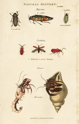 Bupreste und Pagure (Einsiedlerkrebs)