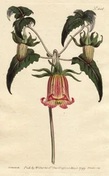 Kanarische Glockenblume, Blüte in Form einer herabhängenden Glocke, gelb mit rosa Aderung, Herkunft Kanarische Inseln. Kanarische Glockenblume mit herabhängenden gelben, rosa geäderten Blüten. Auf den Kanarischen Inseln heimisch. Canarina campanula.