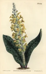 Kap-Hyazinthe (falsche Orchidee) - Gefleckte orchideenartige Lachenalie, Lachenalia orchioides. Handkolorierter Kupferstich von F. Sansom Jr. nach einer Illustration von Sydenham Edwards aus William Curtis