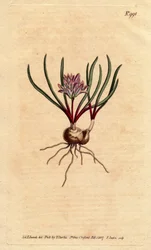 Kap-Hyazinthe, Polyzena corymbosa