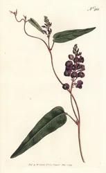 Caulinia bimaculata (Purpur-Glycine, Glycine bimaculata). Handkolorierter Kupferstich von Sansom nach einer Illustration von Sydenham Edwards aus William Curtis